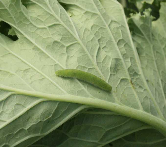 Imported Cabbageworm